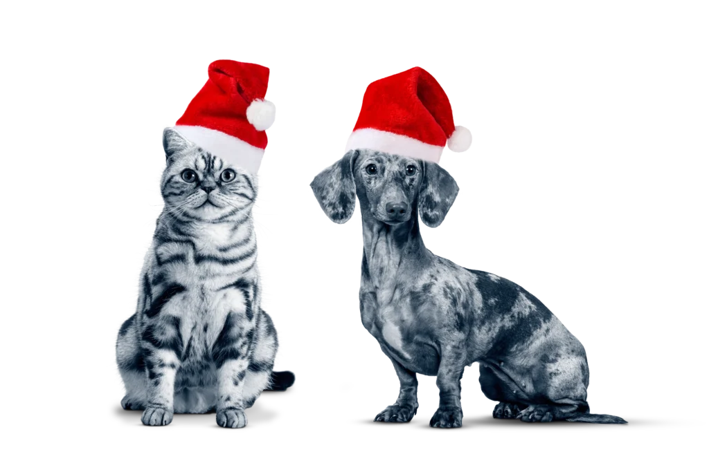 Anicura cat and dog with christmas hats